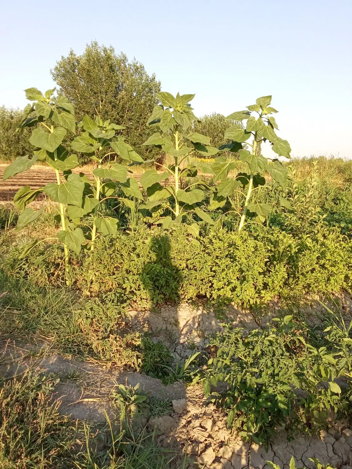 زمین 1000متری درقره بغلو