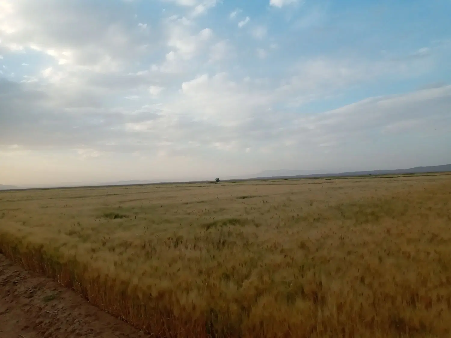 زمین باغی