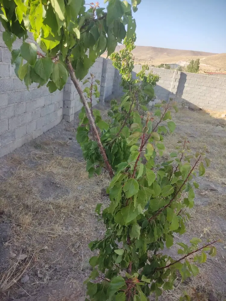 باغ ۳۵۵متر در اسکو