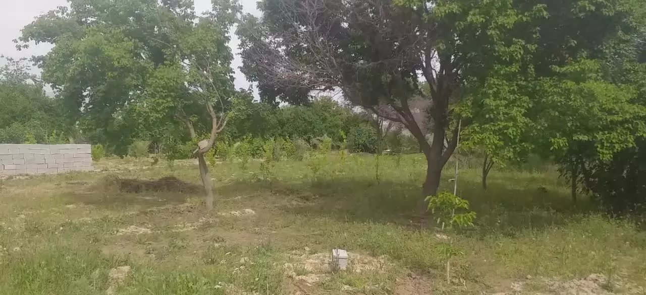 باغ منصوریه