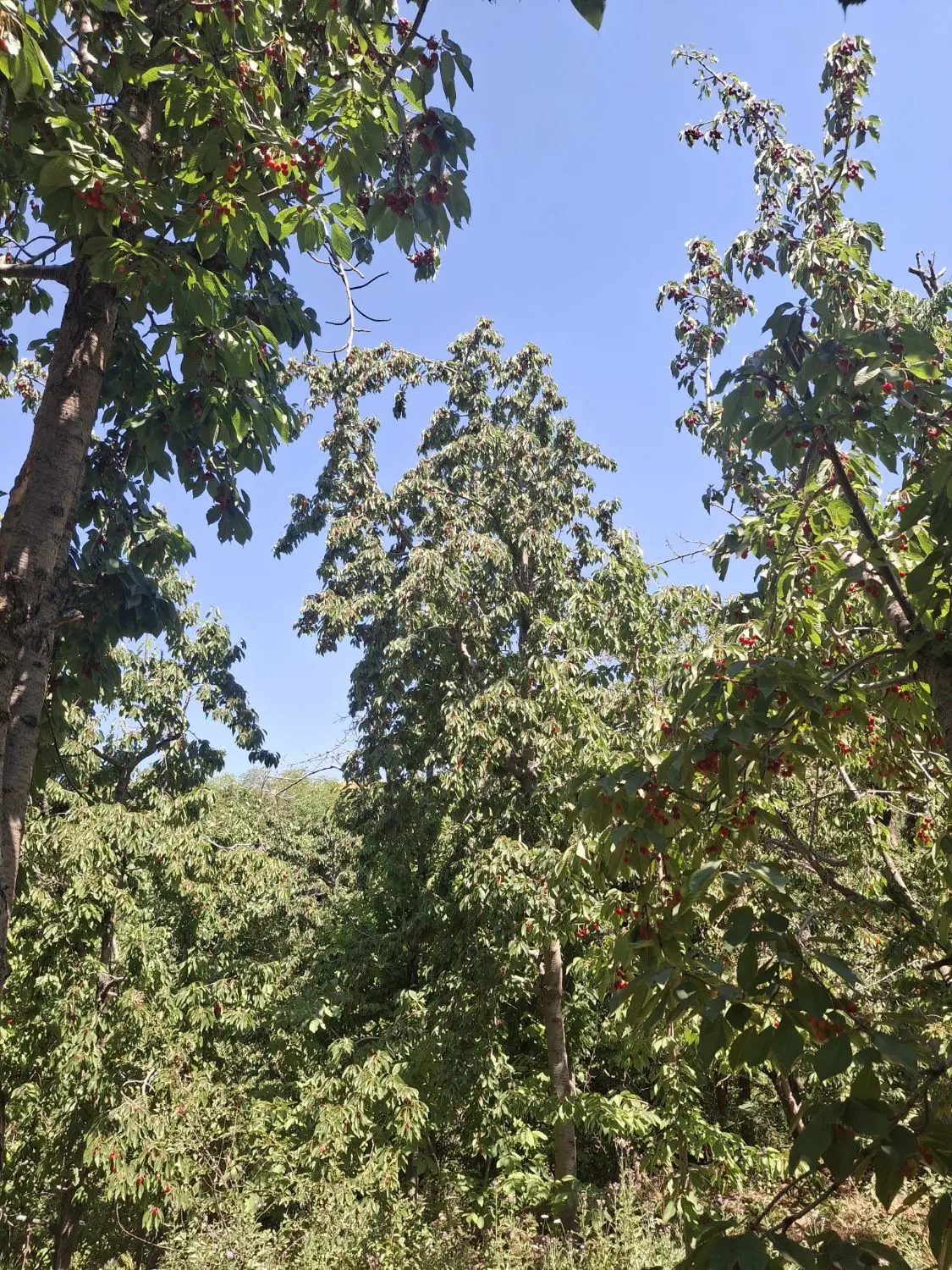 اجاره باغ