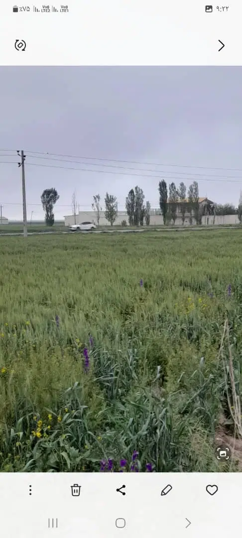 زمین کشاورزی سنددار واقع در روستای صومعه
