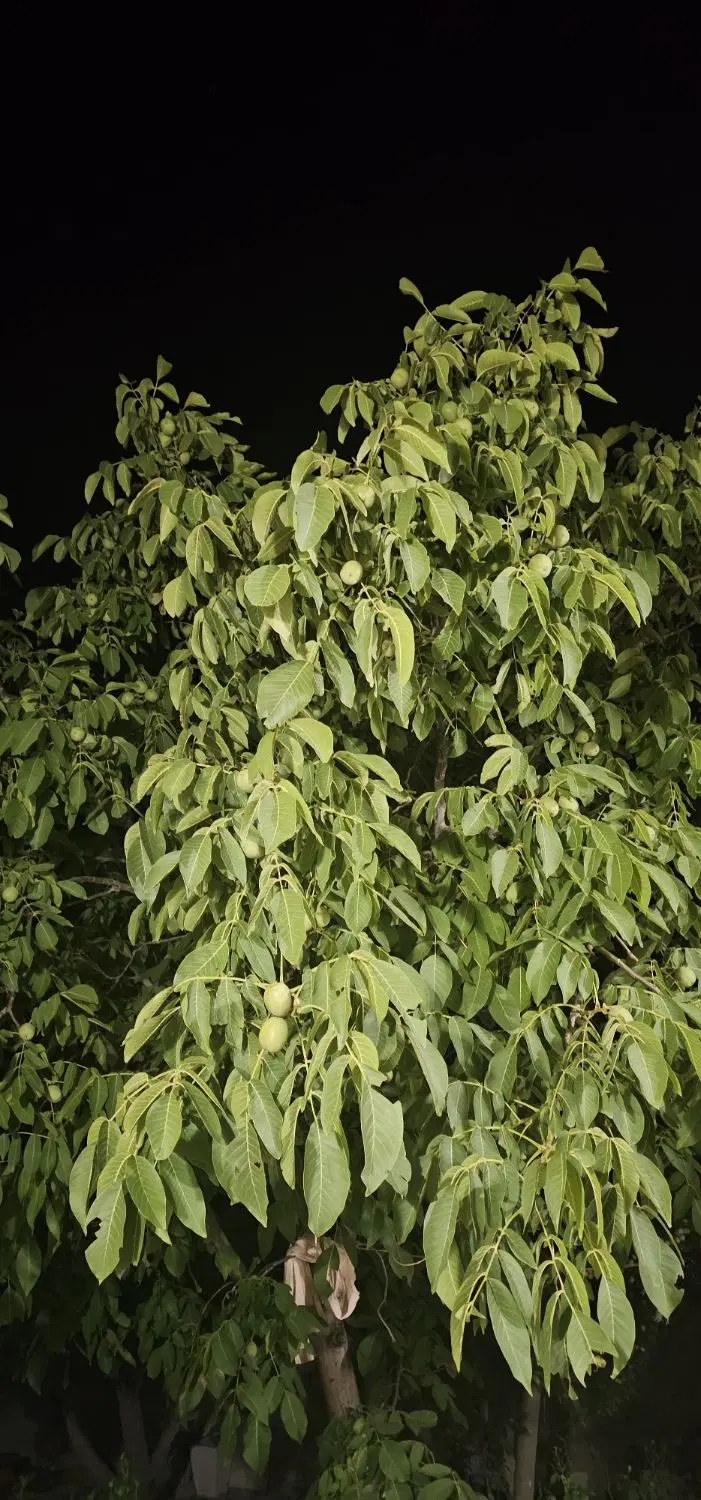خونه باغ فروشی