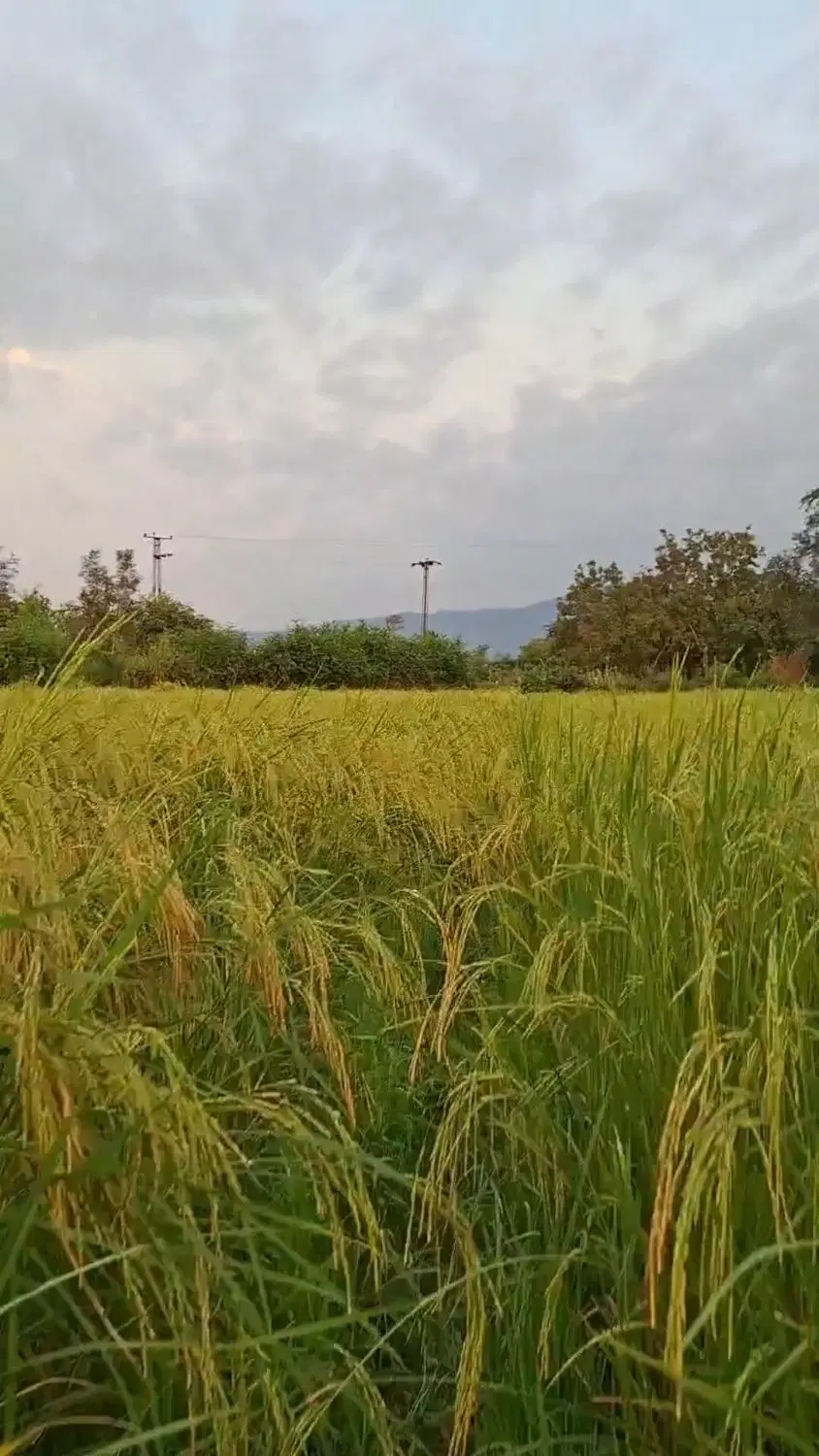 خانه کلنگی و شالیزار