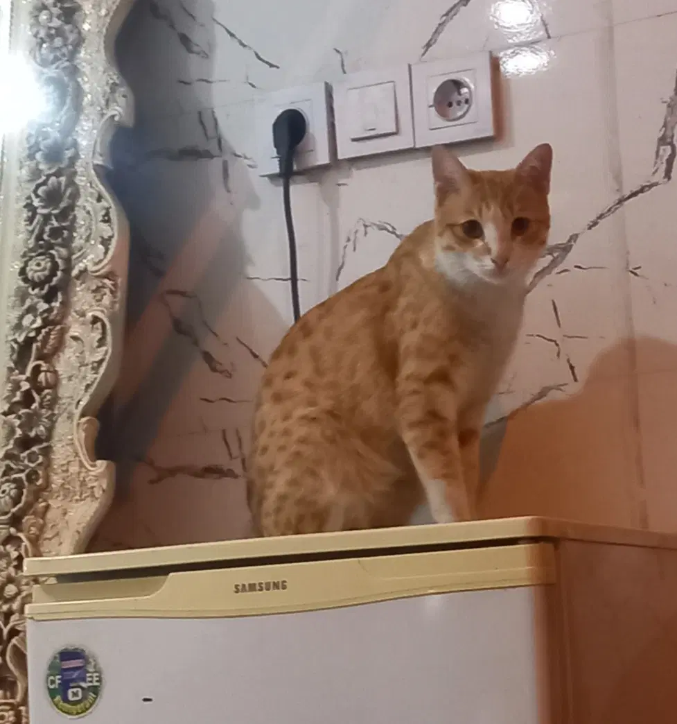 همخونه