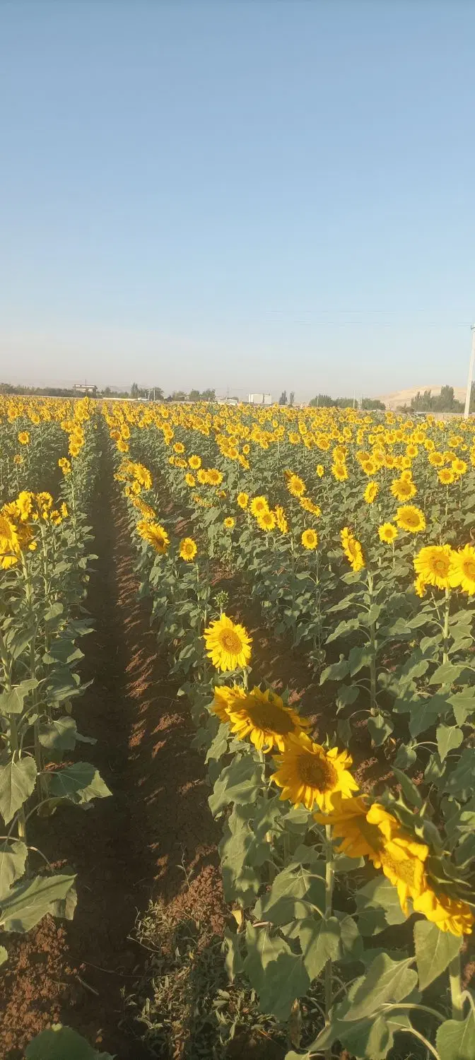 زمین آبی باغی جاده سنندج