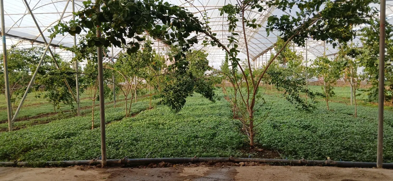 گلخانه