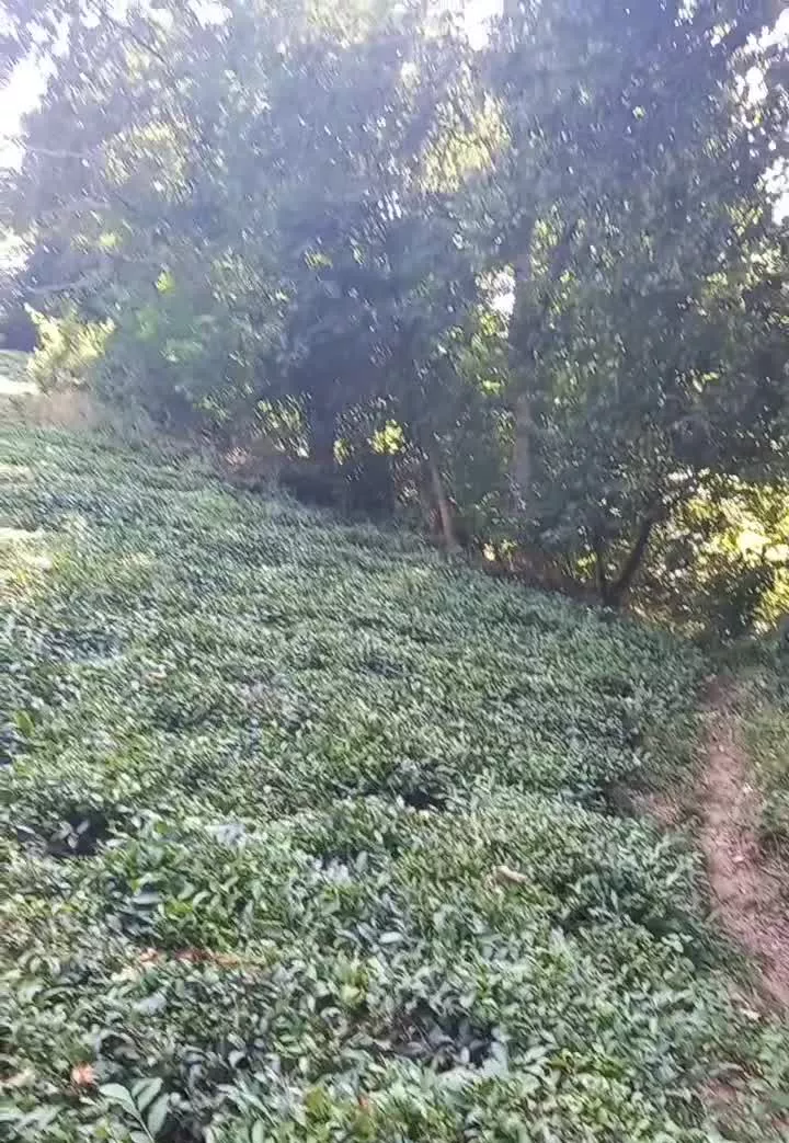 زمین باغ چایی در بالا محله سوستان
