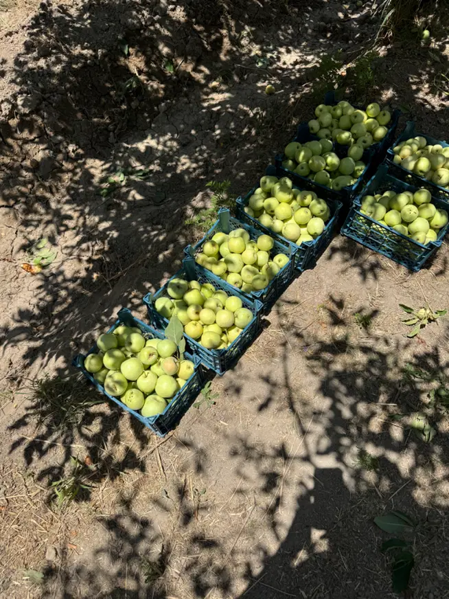 باغ سیب