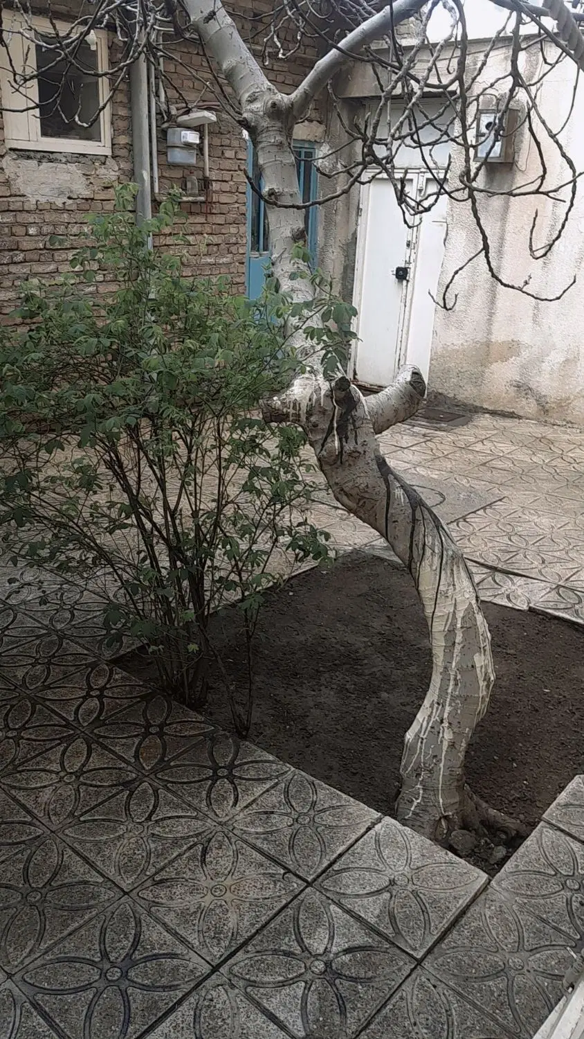حیاط ۱۲۰ متر در ۴۵ متری آل هاشم