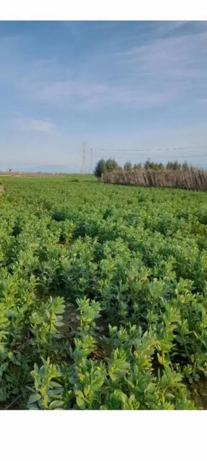 فروش زمین مسکونی داخل بافت در نصرآباد