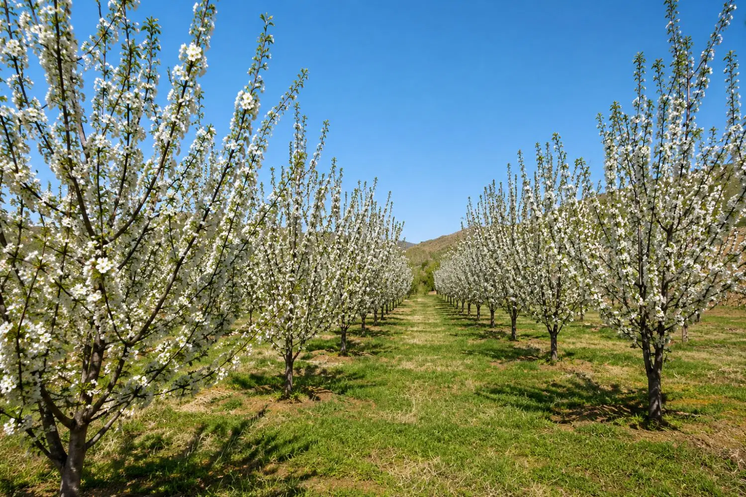 زمین کشاورزی آب دائمی  سندتک‌برگ