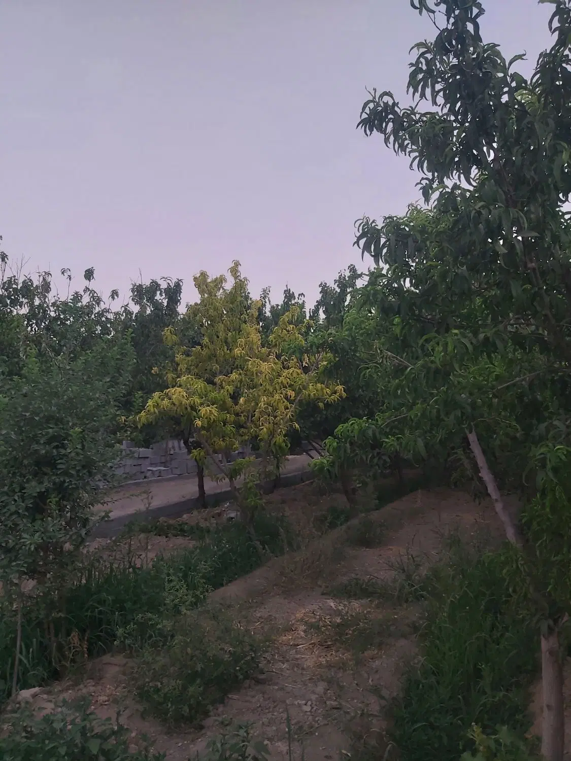فروش باغ نیمه کاره روران