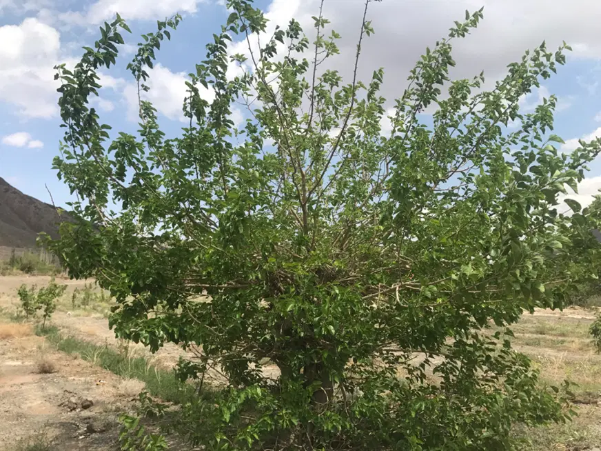 باغ در بهترین لوکیشن سیرچ(جهت ویلا سازی)با