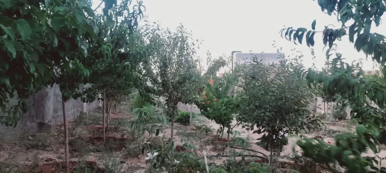 باغ