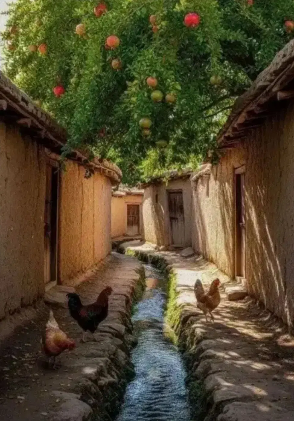 زمین کوچه داروپخش