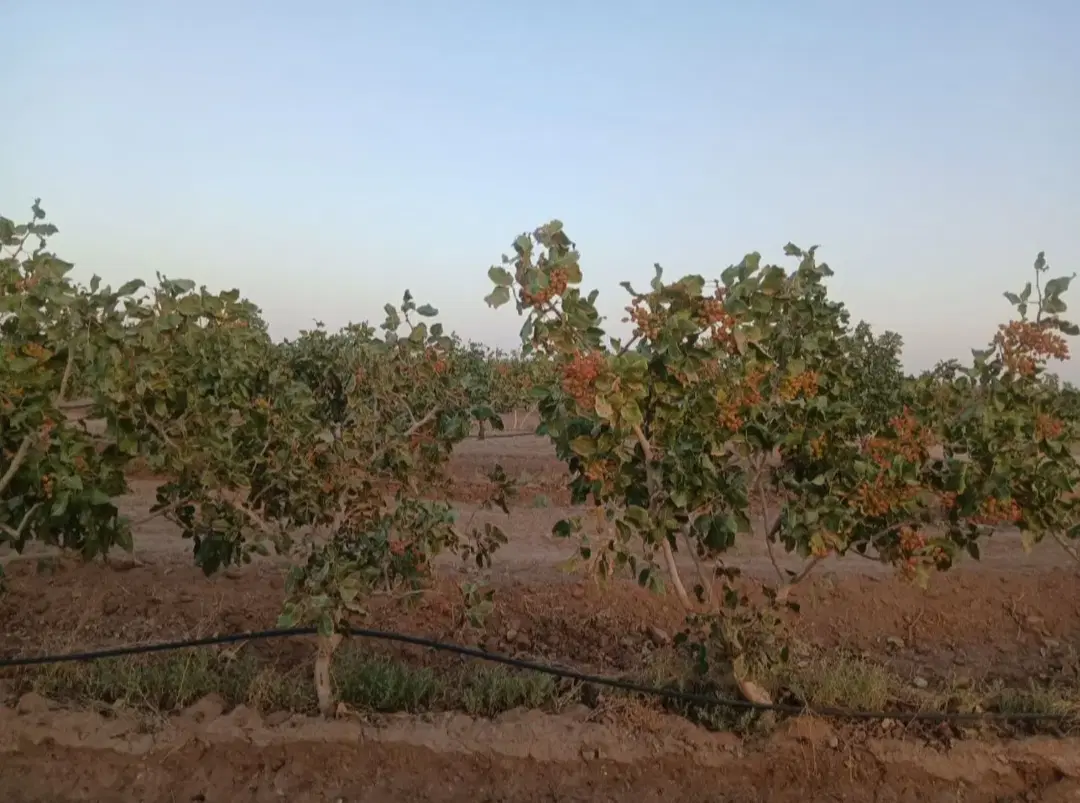 باغ پسته