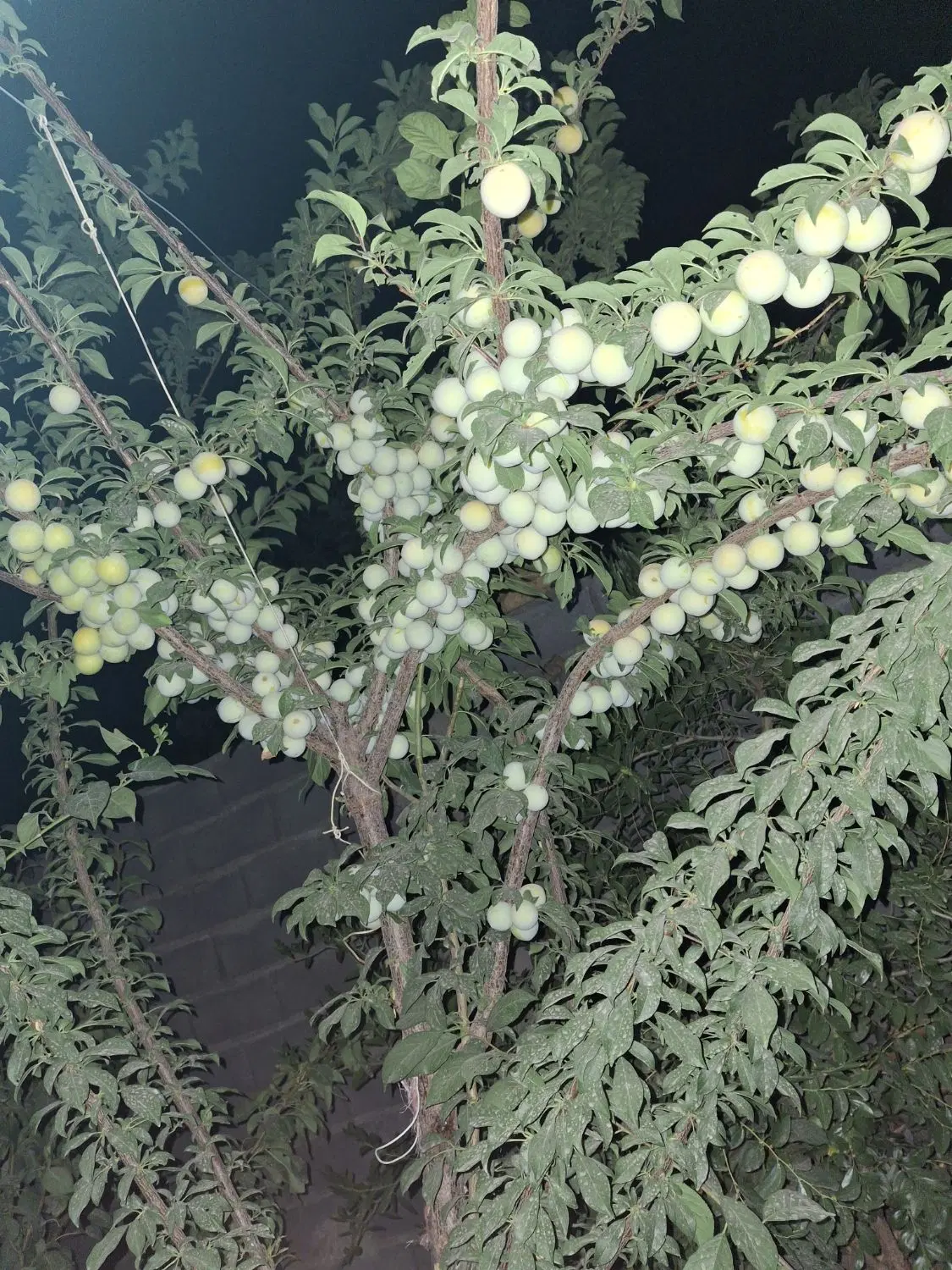 خونه باغ شرب العین خضراباد اشکذر