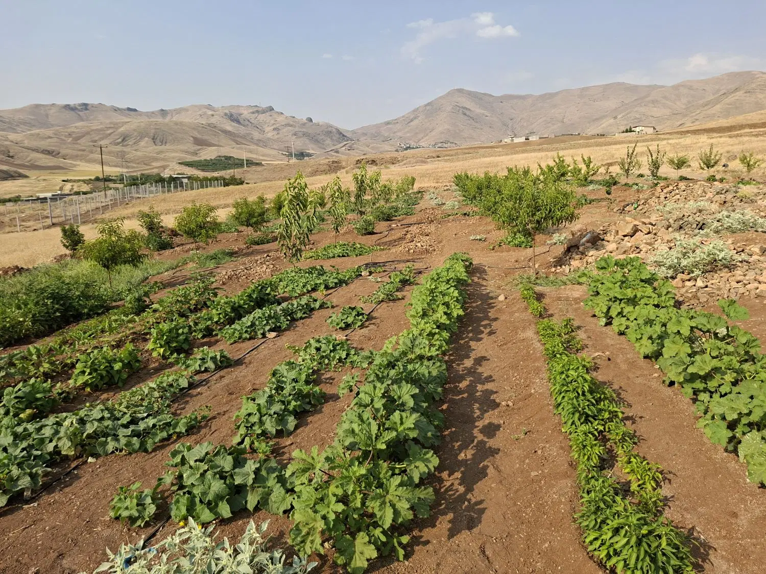 زمین خلیچیان