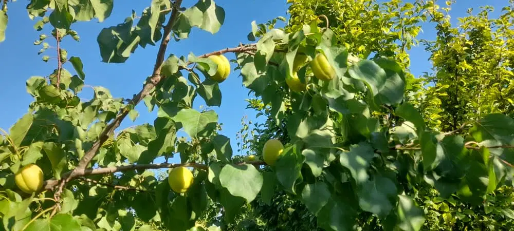 ۲۵۰ متر باغچه با درختان ۲ ساله
