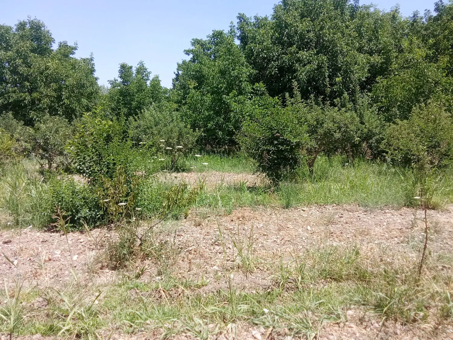 فروش زمین کشاورزی روستای قلیان