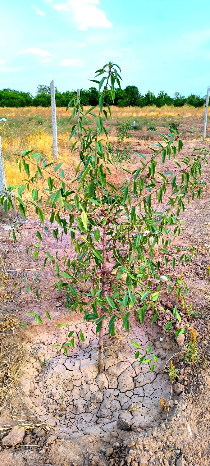 پونصدمتر زمین بکر چسبیده به اتوبان