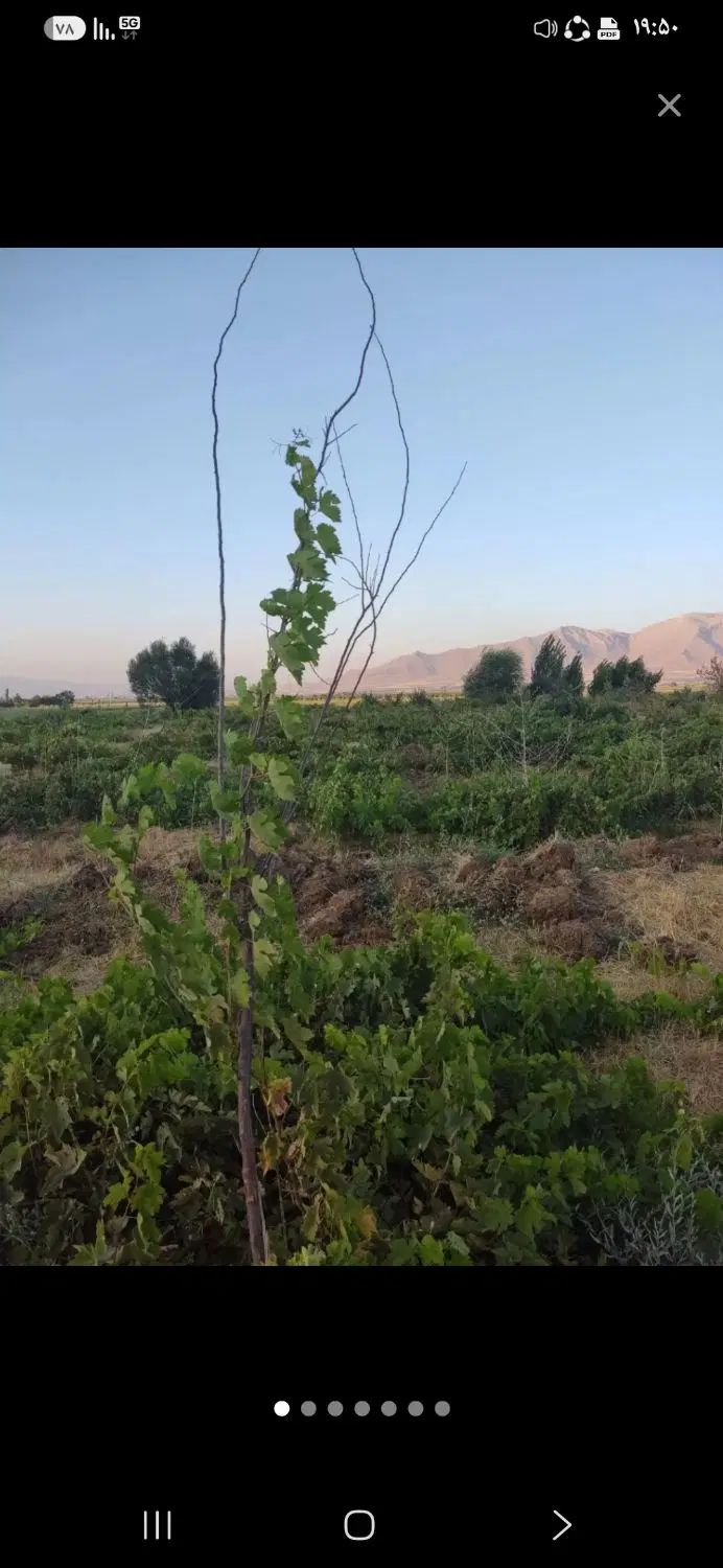 باغ انگور