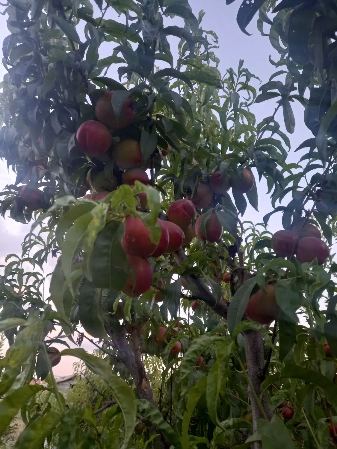 باغچه الوان ۵۰۰ متر اول سعیدلو