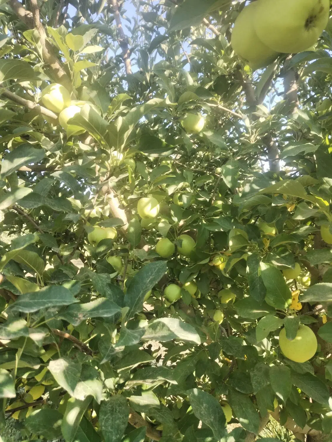 باغ سیب سفید مرگور روستای هفت آباد 4000متر