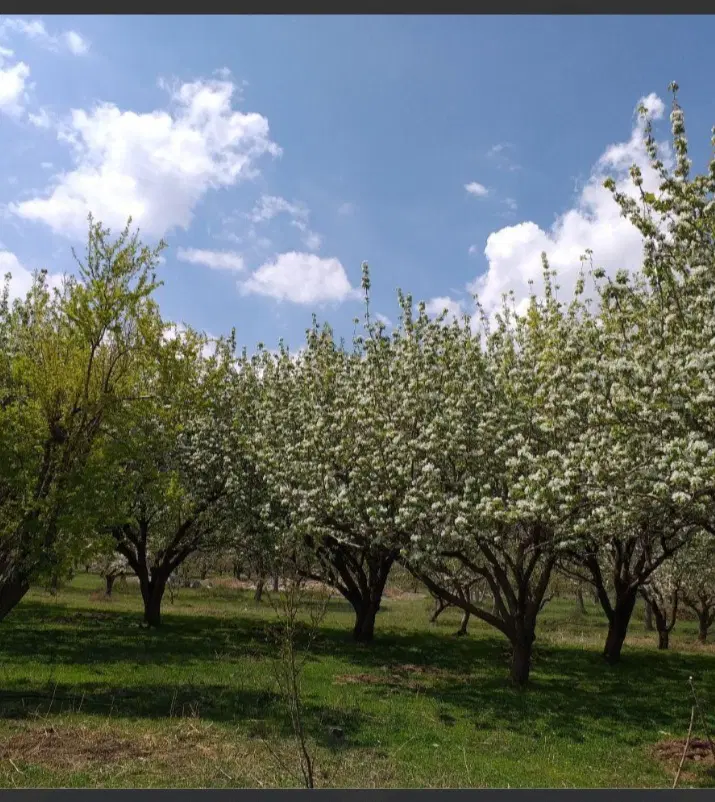زمین کشاورزی آبی