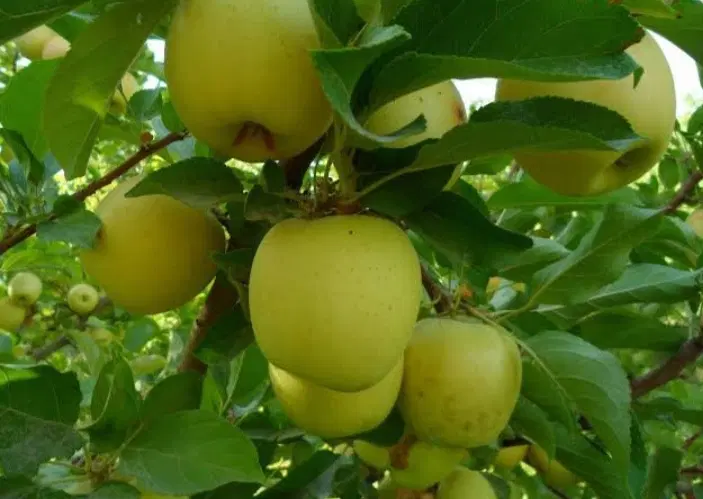باغ میوه