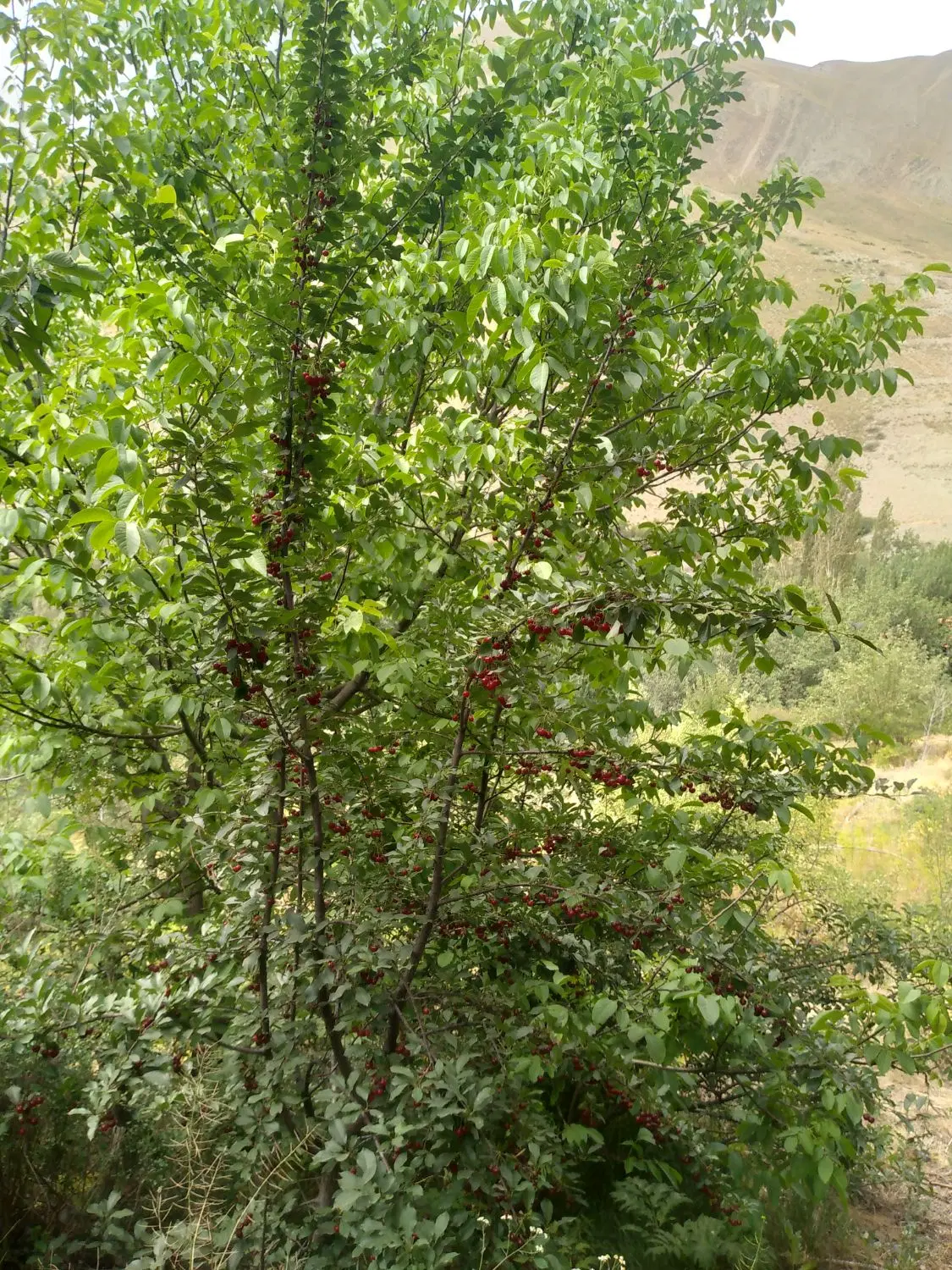 زمین شهرستانک