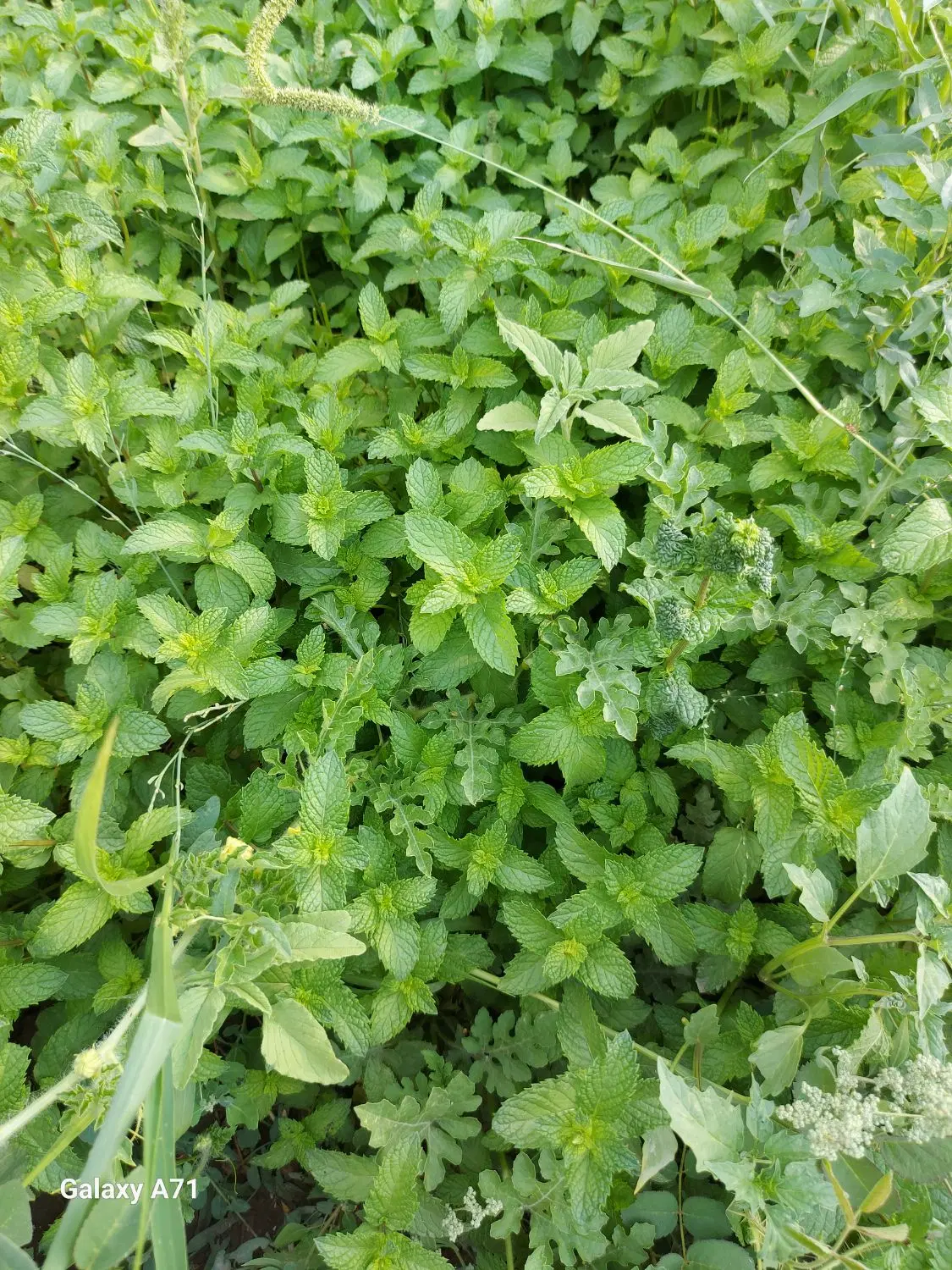 باغ ۳۰۰۰ متری سند دار