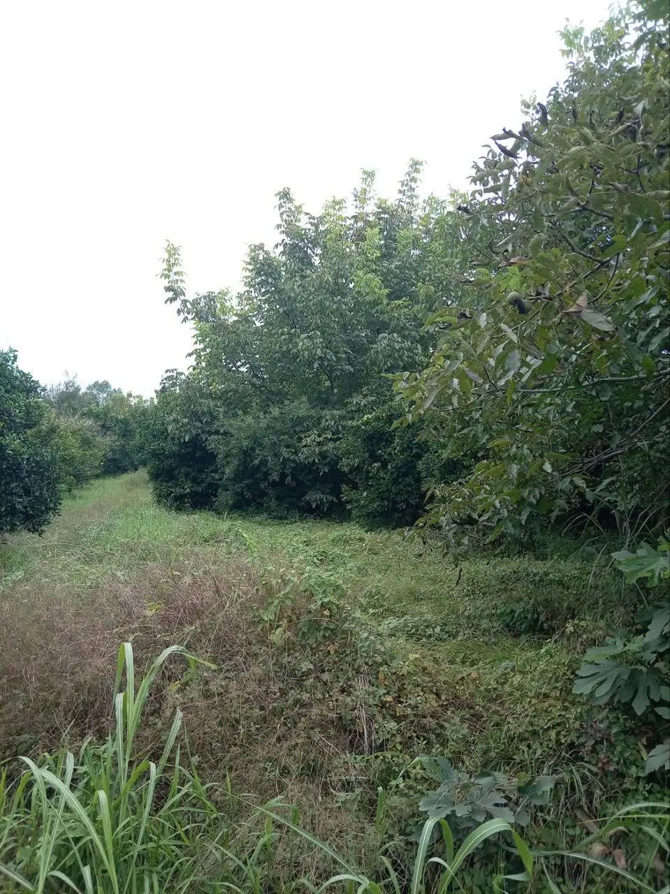 زمین در شیرگاه روستای مرزی کلا