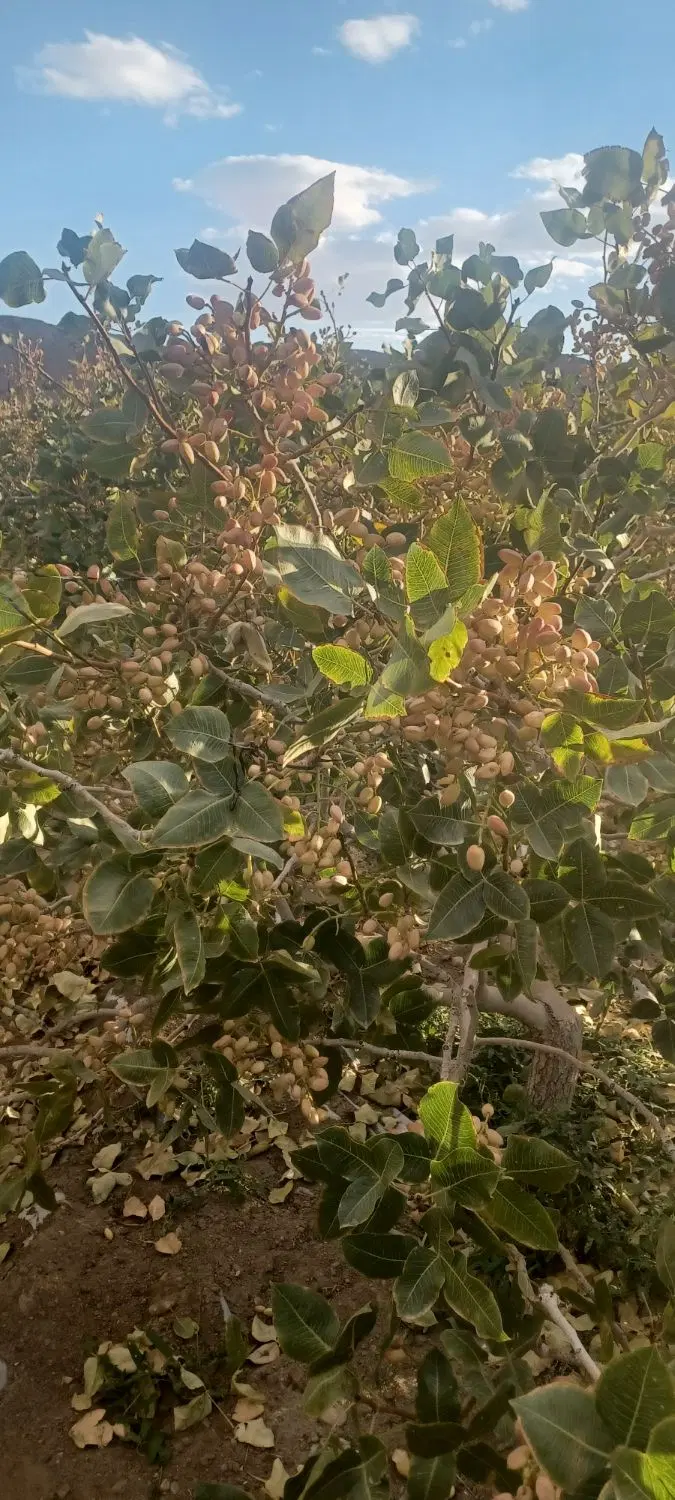 فروش باغ پسته