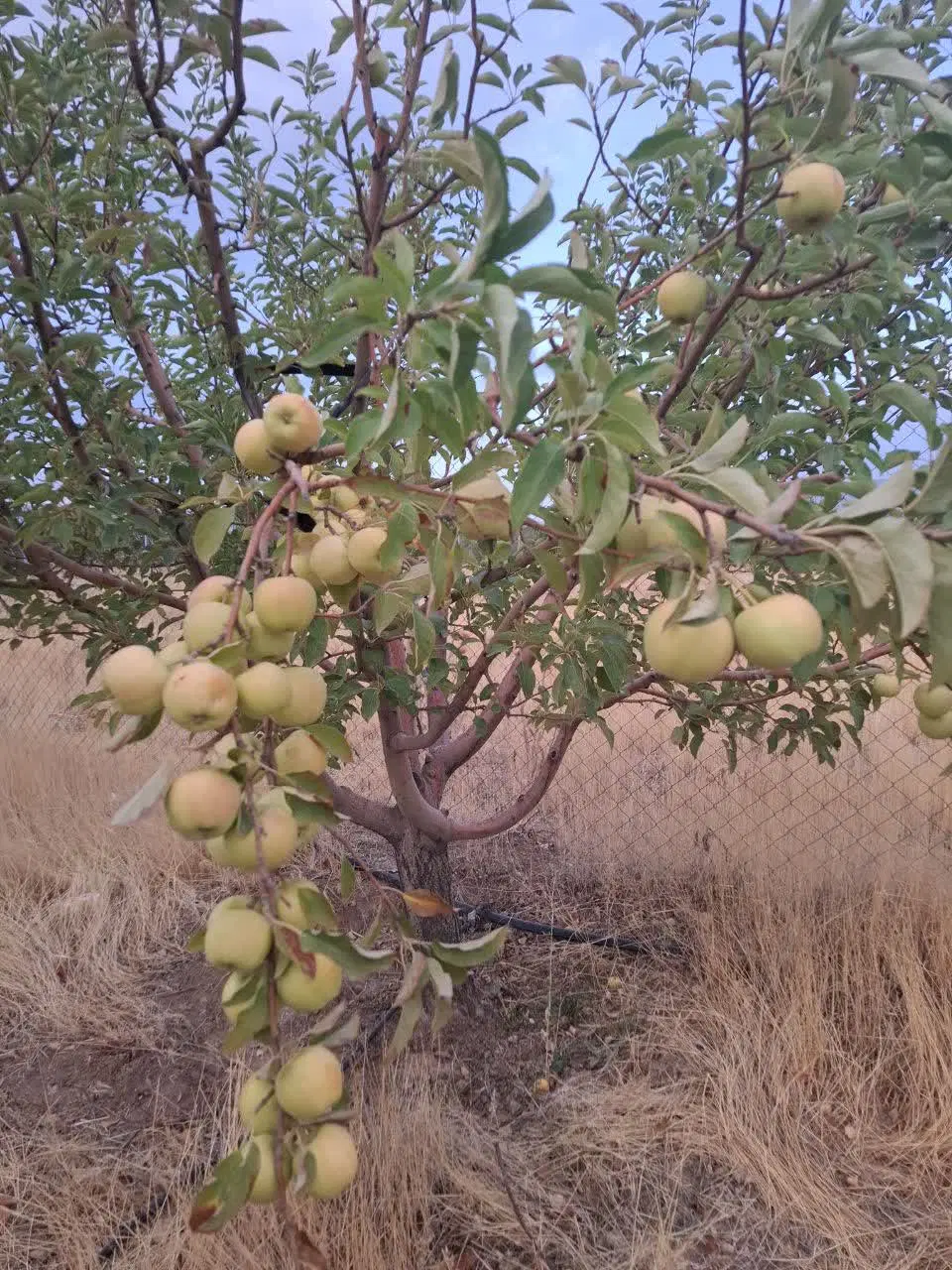 باغ فرهنگیان
