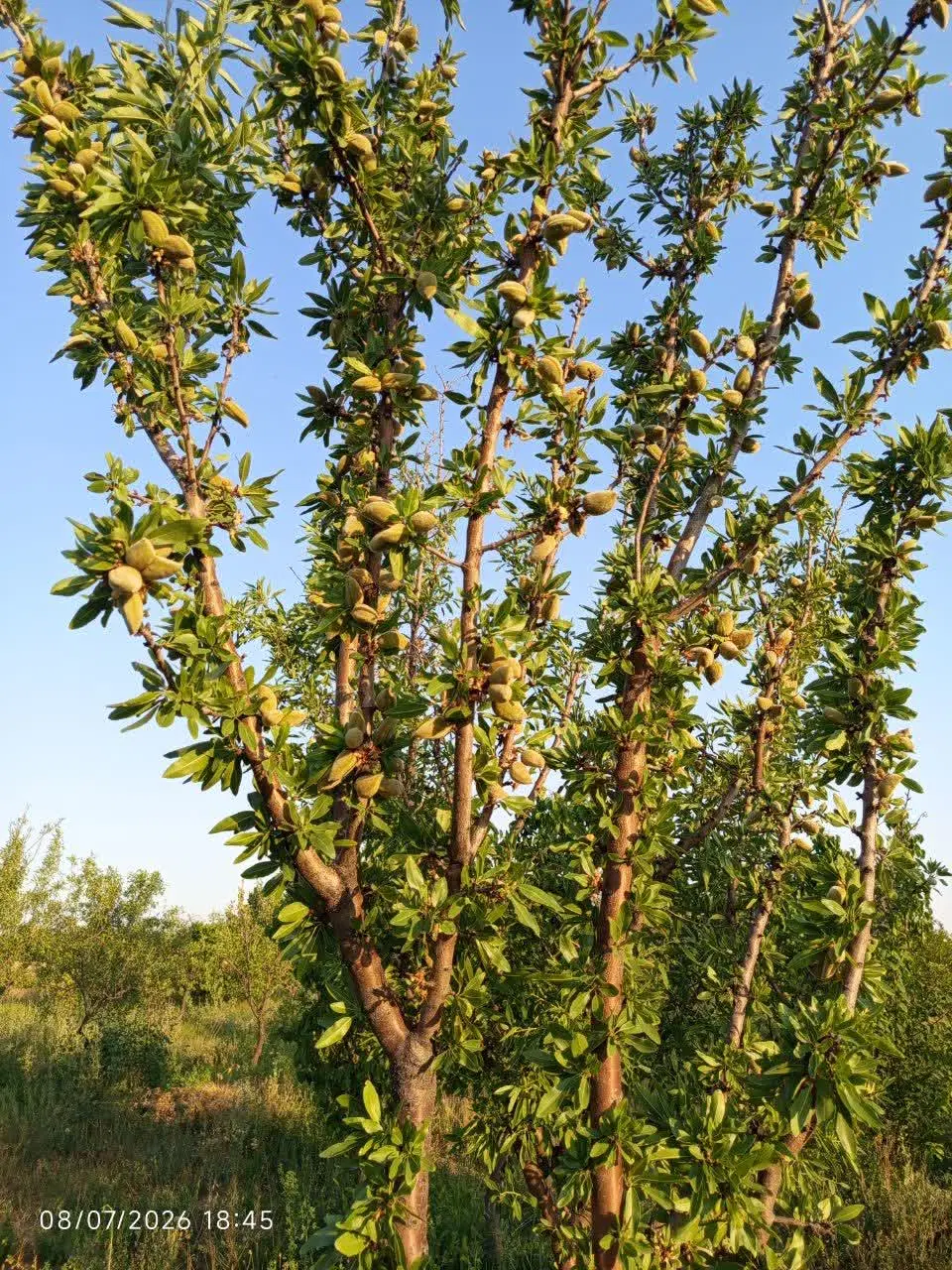 باغچه سرسبز و بارده