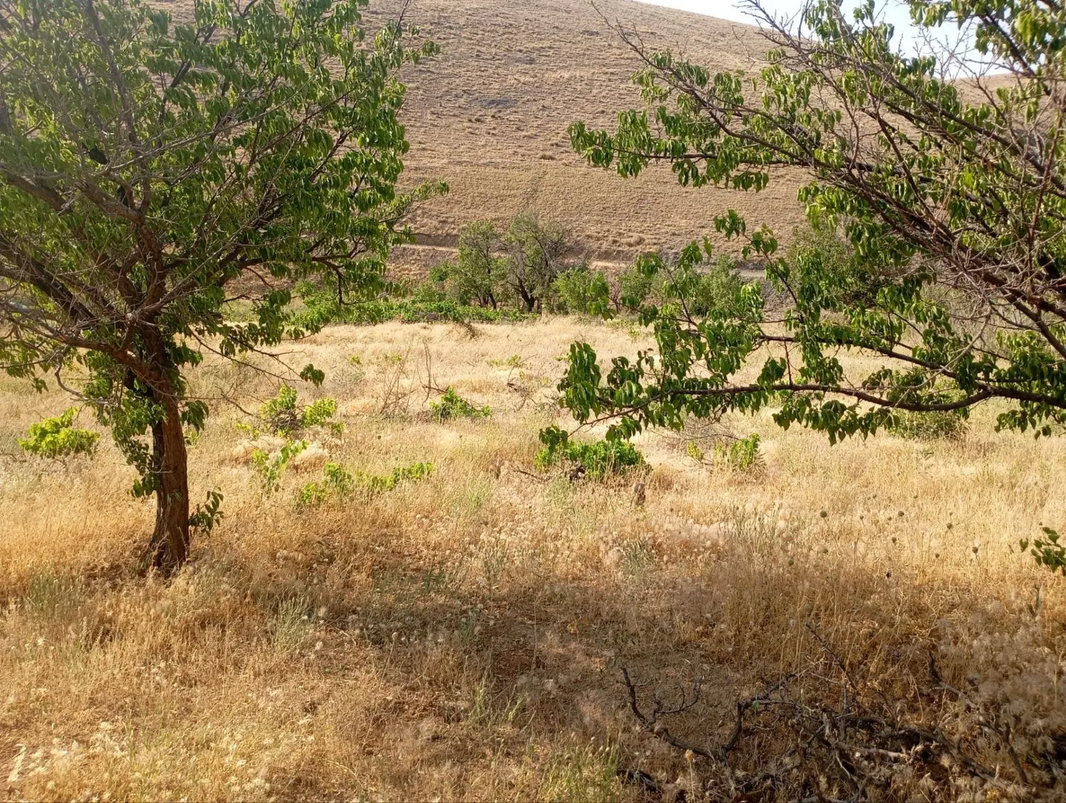 فروش باغ
