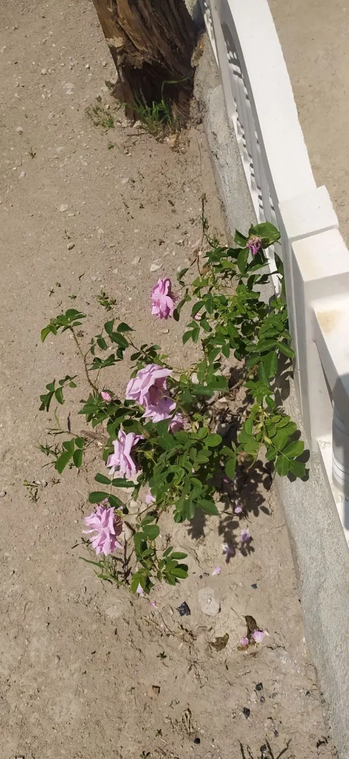 فروش باغ