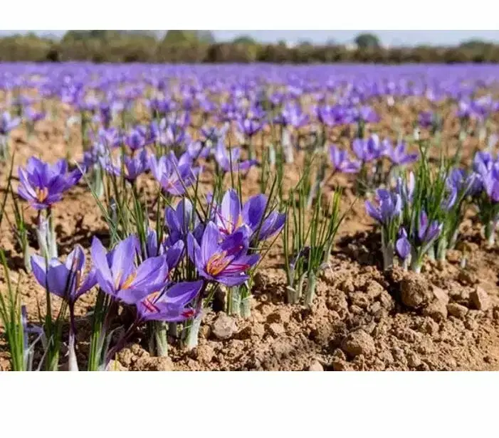 زمین جهت کشت زعفرون