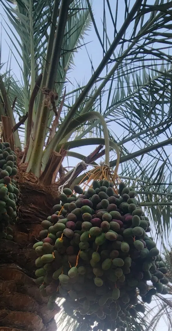 فروش باغ خرما بم معامله باماشین