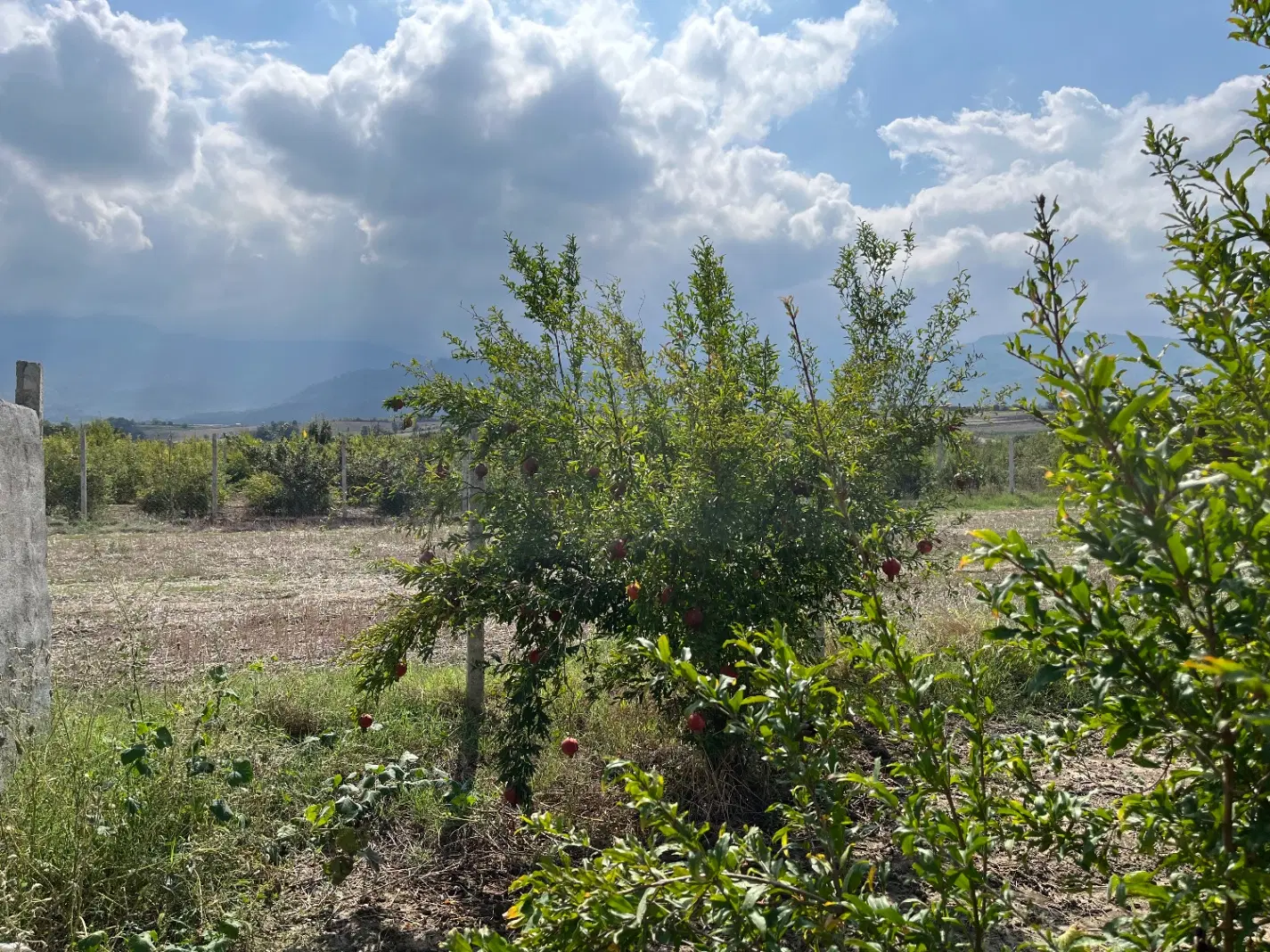 زمین باغی