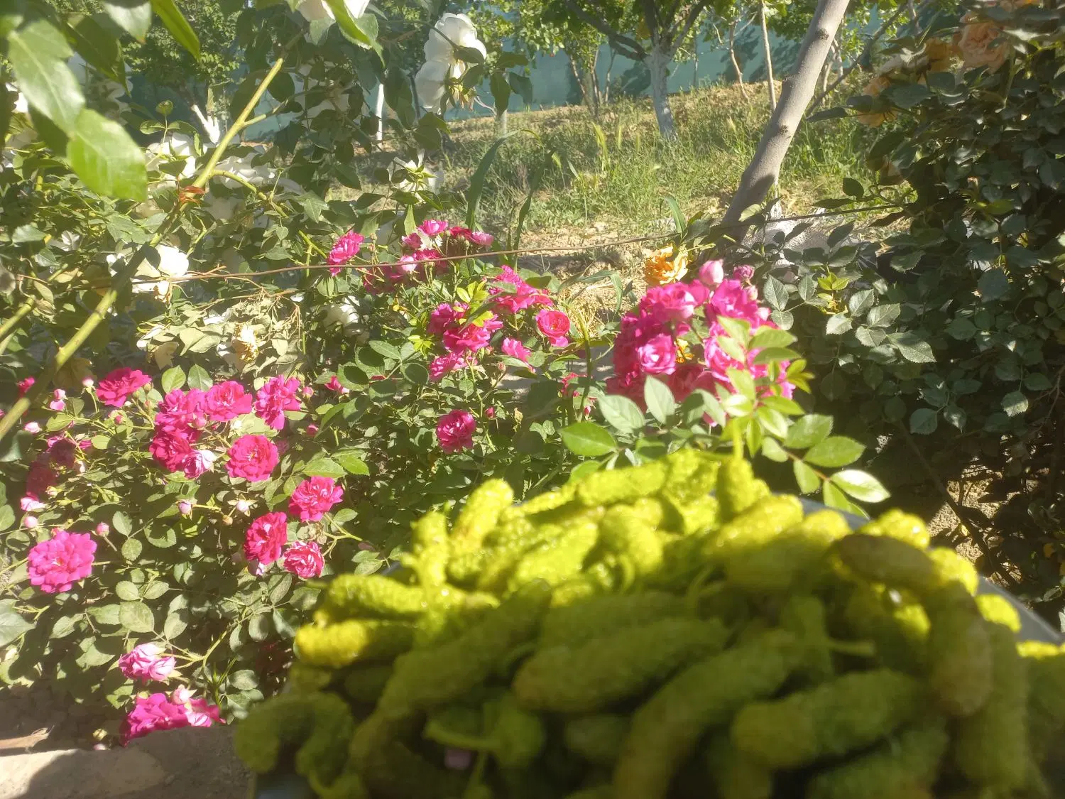 باغچه