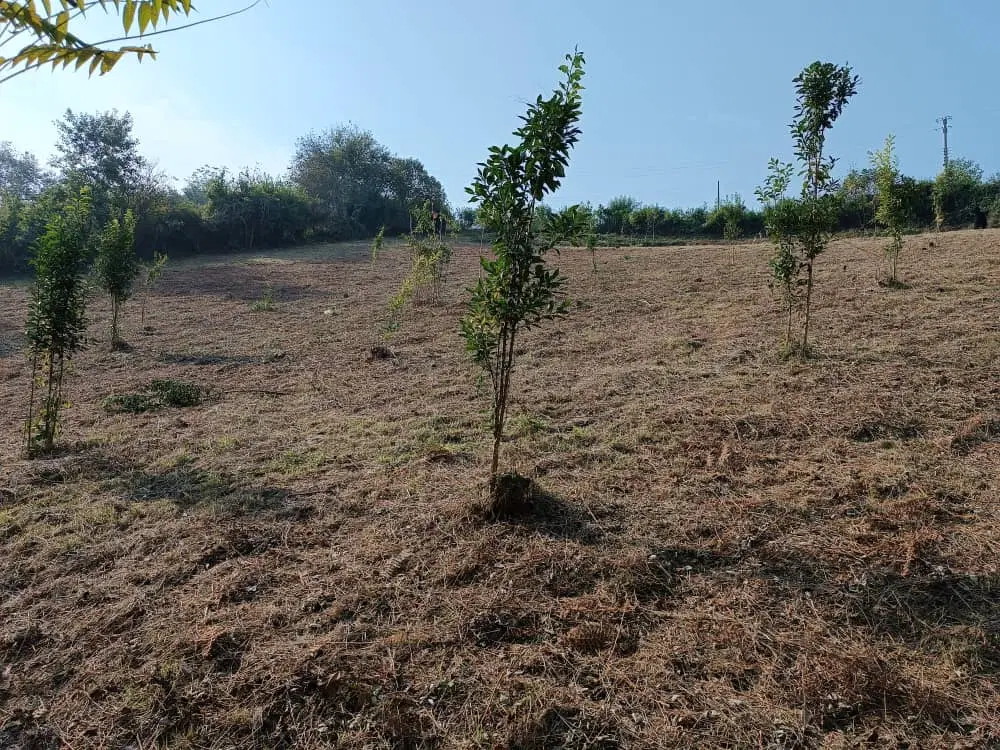 زمین زراعی اقبالیه
