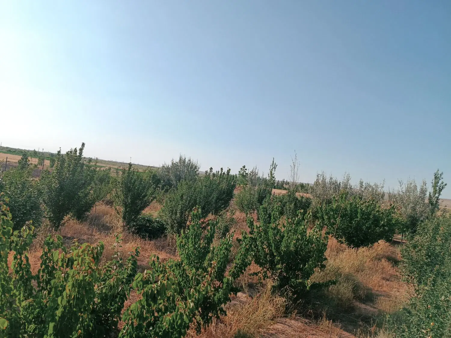 فروش باغ