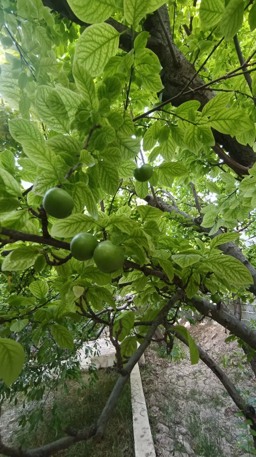 ۱۳۰۰متر باغ ویلا کنتور دار گلبرگ بکه شهریار