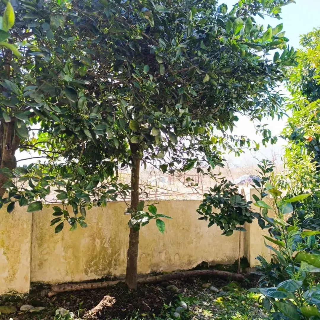 خونه باغ ویلایی
