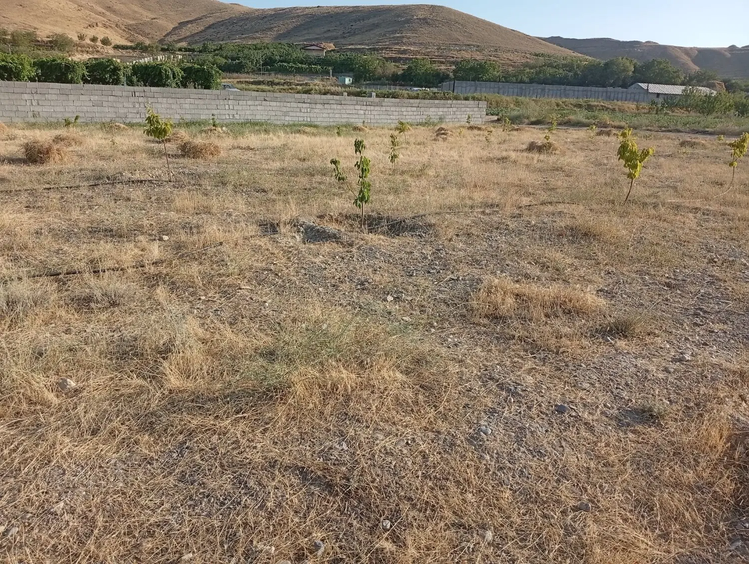 فروش باغ