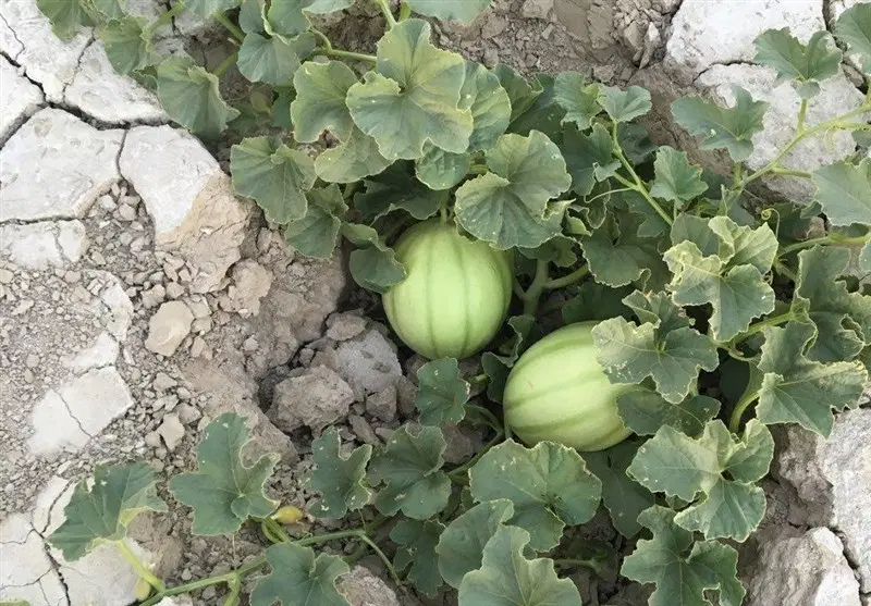 زمین آخر فاز ۲غدیر شهر