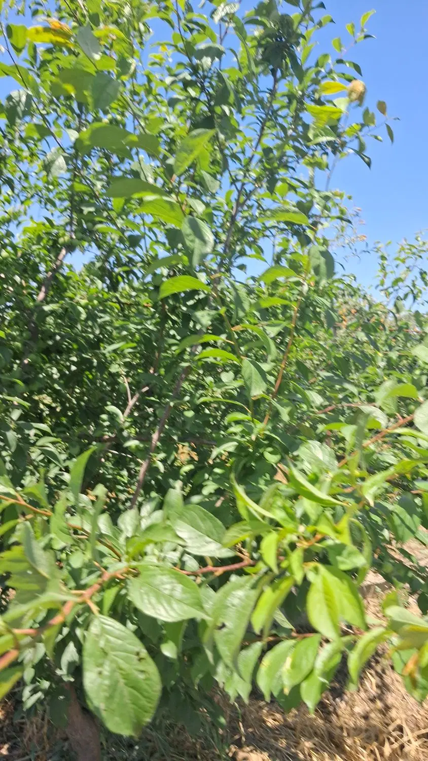 فروش باغ مرکبات در همت اباد ساری